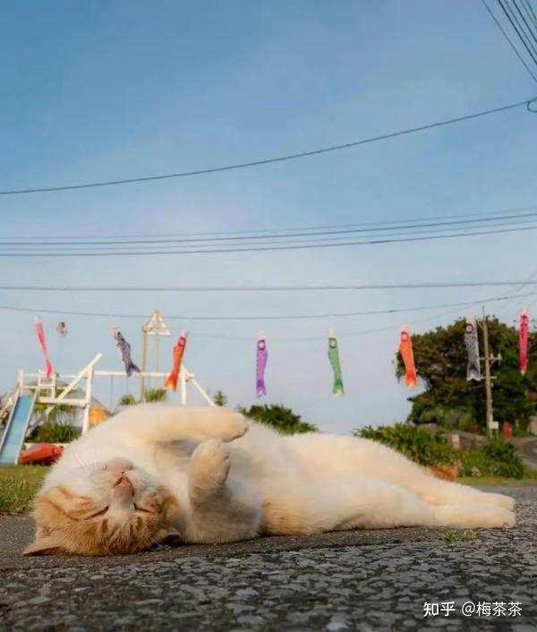 一人一猫一世界（关于治愈系文案 猫咪文案） - 知乎