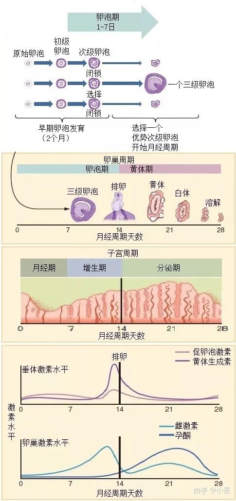 子宫内膜厚度变化图图片