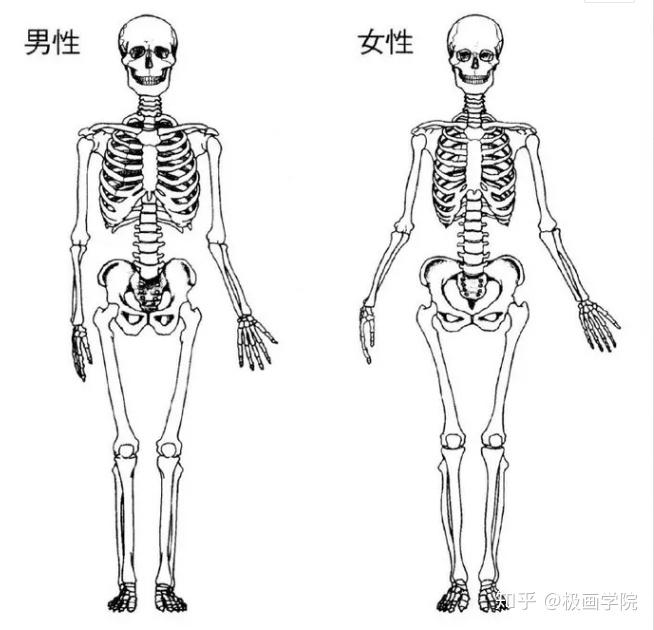 男女骨架模型对比图片