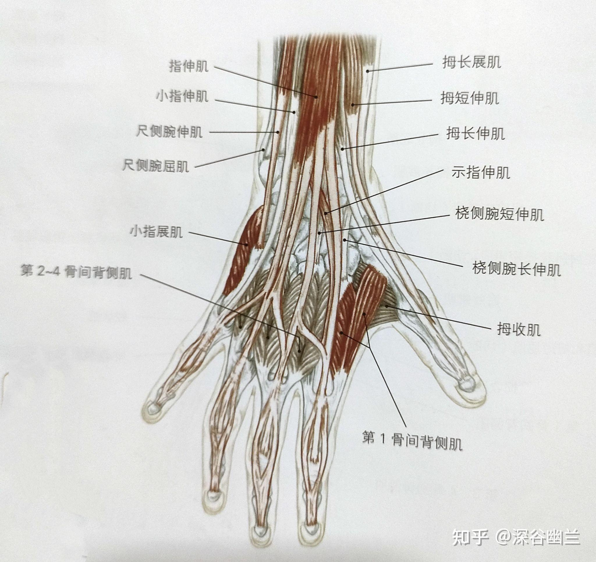 尺侧腕屈肌腱怎么找图片