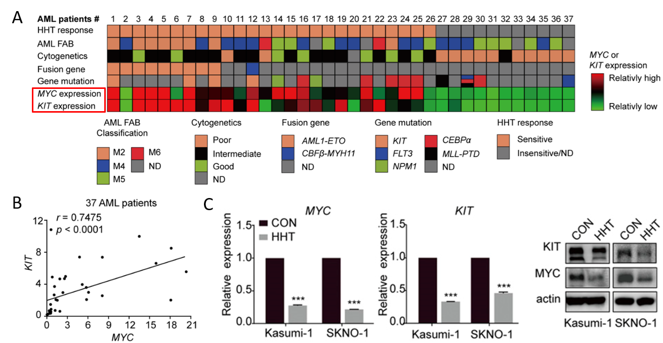 华盈视角陈赛娟院士团队发现白血病治疗新靶点