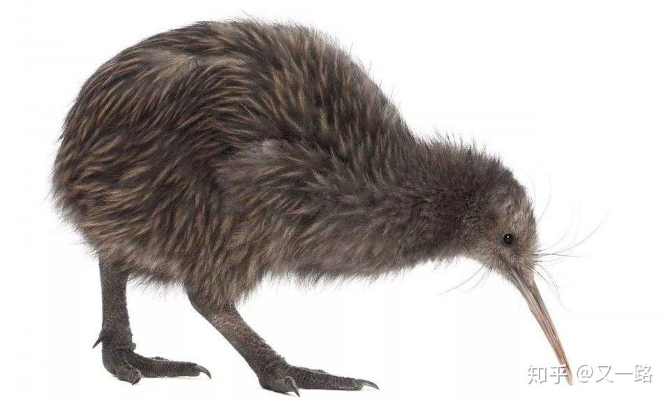 狪狪:状如豚而有珠,其名自39.比抹香鲸小的鲸豚类.