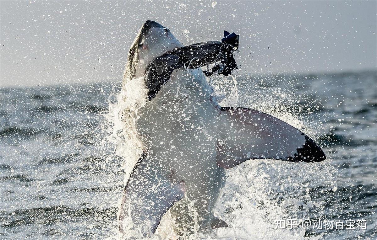 恐怖的海洋杀手:大白鲨性凶猛善游泳,可实现惊人跳跃猎杀海豹!