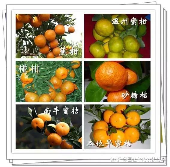 这31种柑橘你都见过吗?全认识的都是大佬 - 知乎