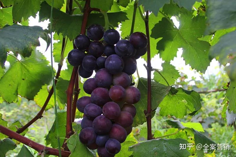 创建天府旅游名县今年再来四川兴文摘猕猴桃葡萄哟