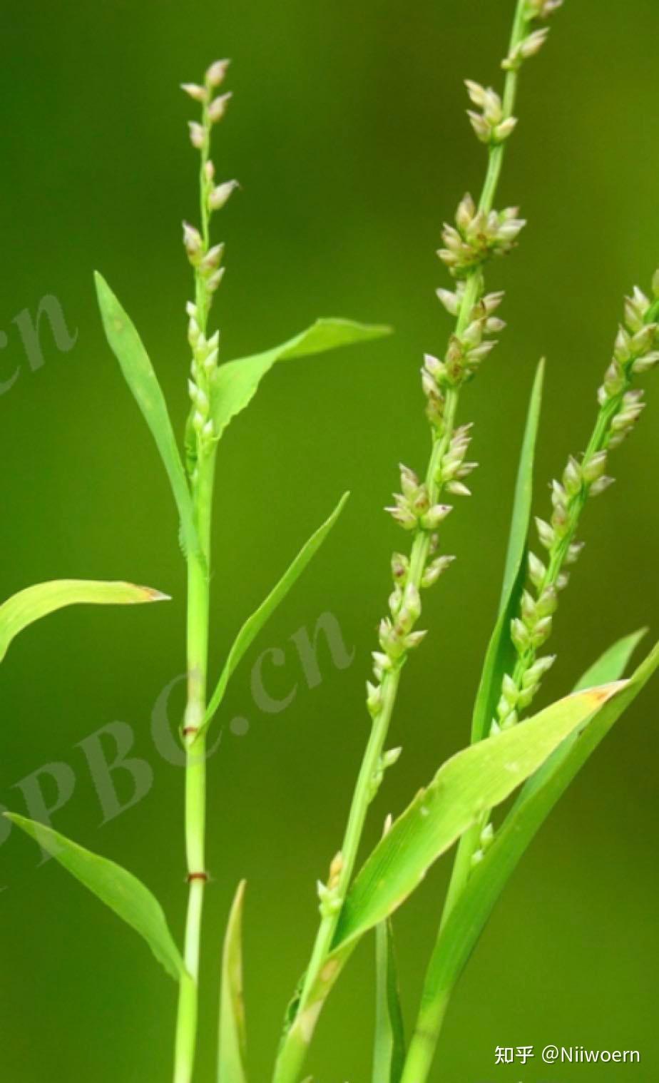 植物分类学—-禾本科稻属 - 知乎