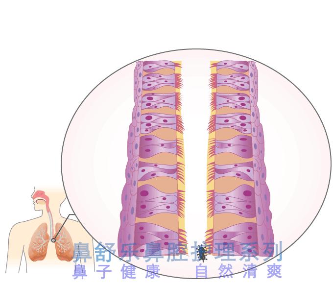 痰是怎么产生的,吐痰是不是可以看作是一种本能的排毒反应? - 知乎