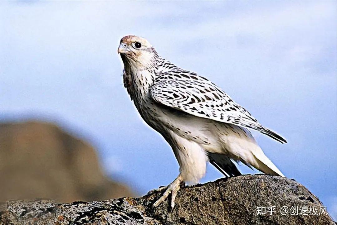 清朝一只死罪能免,海东青完成了这件事吗? - 知乎