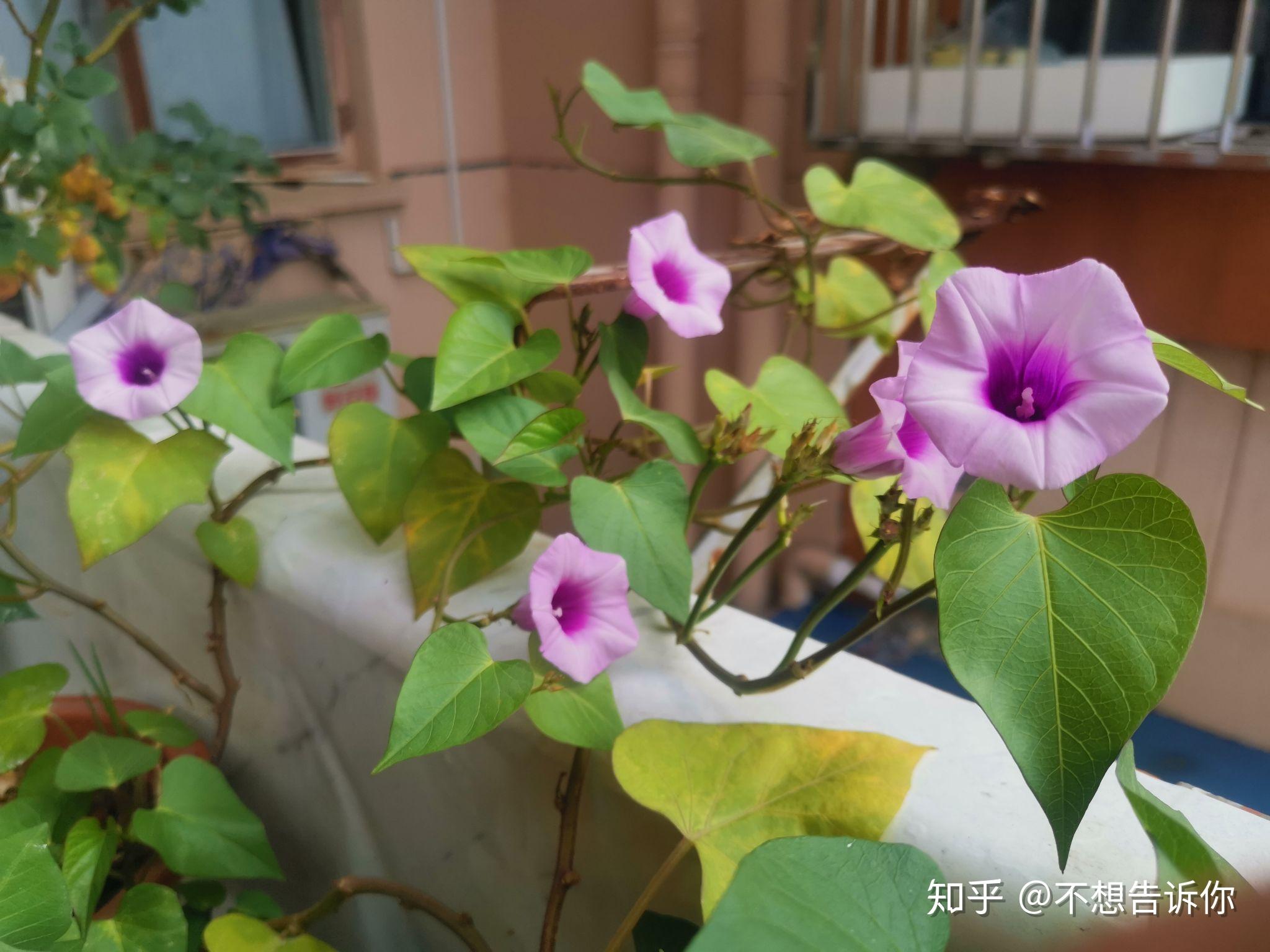 难得一见紫薯开花