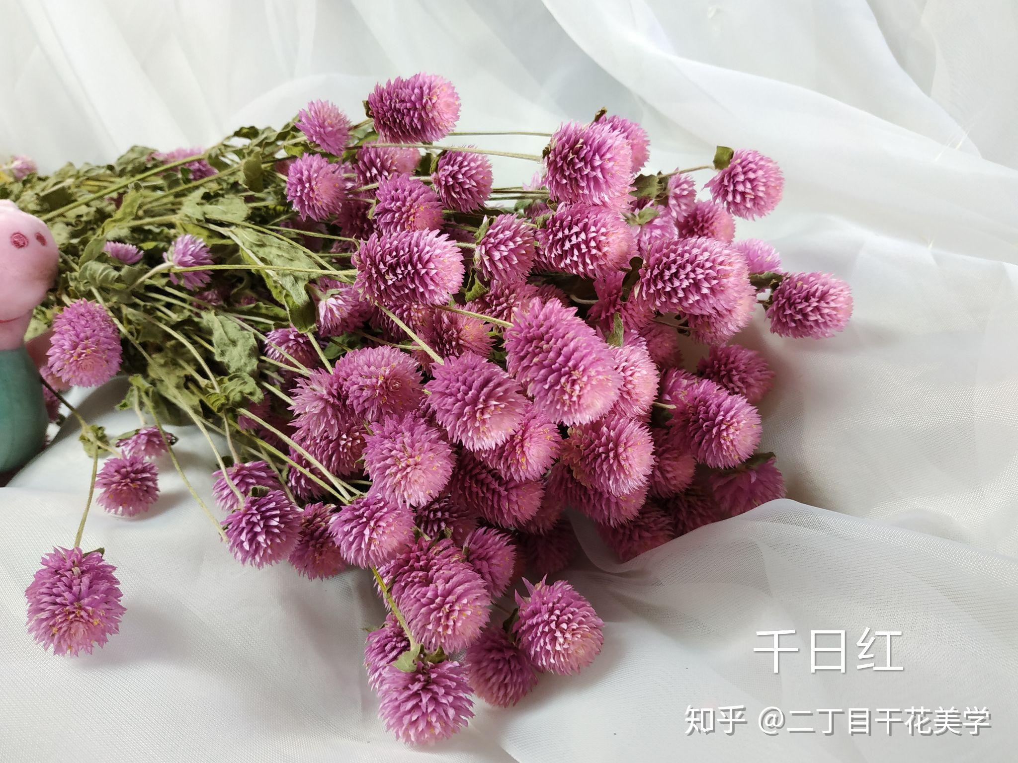 干花的花材认知自然系干花