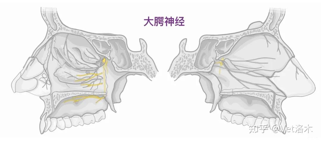 人体解剖学基础——鼻子篇(下) - 知乎