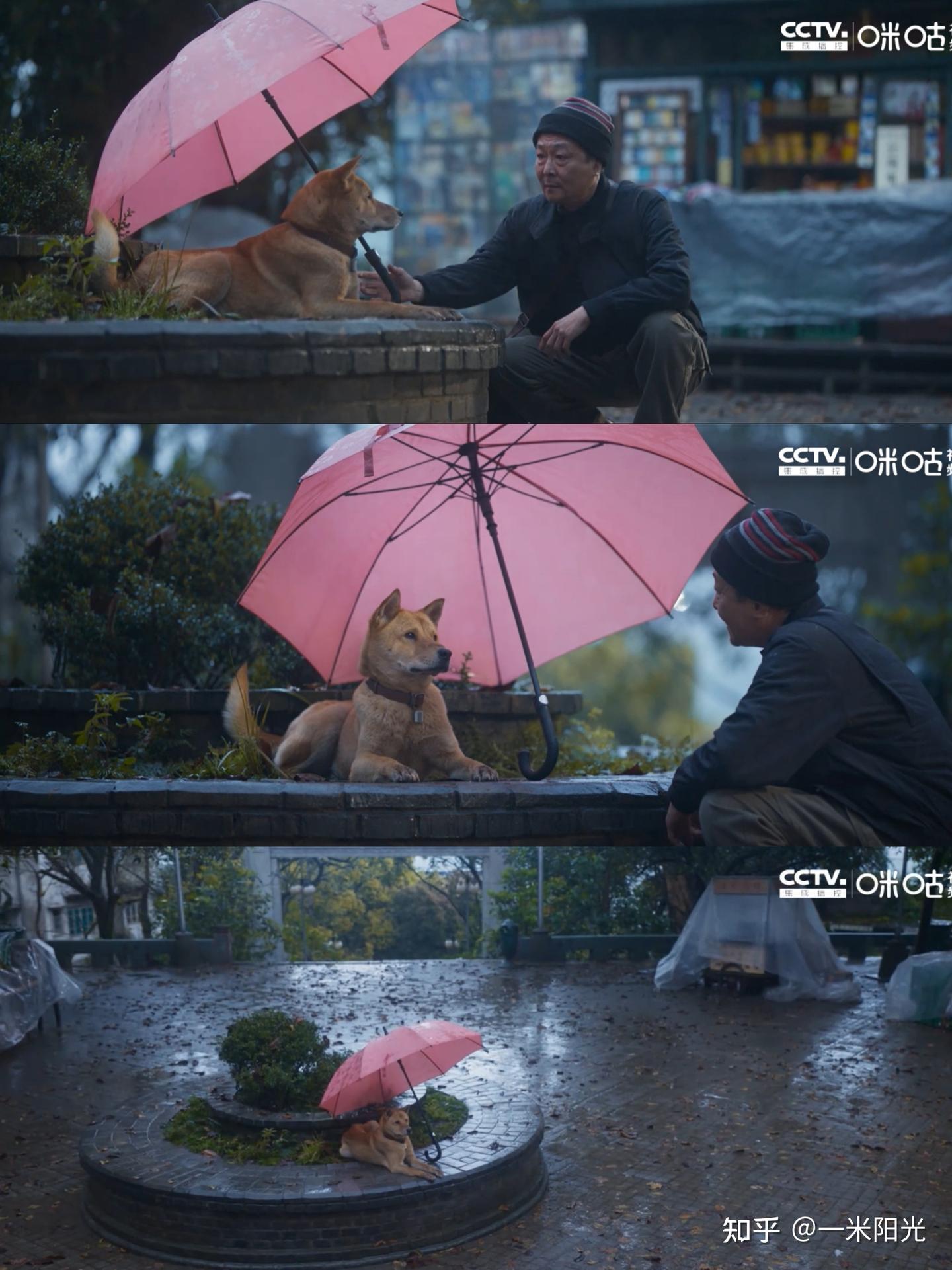 太好哭了!《忠犬八公》年度催泪大剧 - 知乎