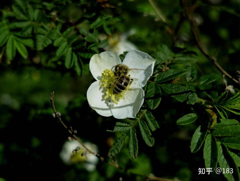 槐花,淫羊藿,黨參,野棉花,覆盆子等,等開花後再為大家整理歡迎大家