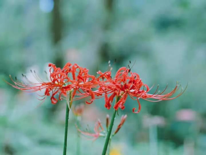 石蒜 对彼岸花的重新审视 知乎