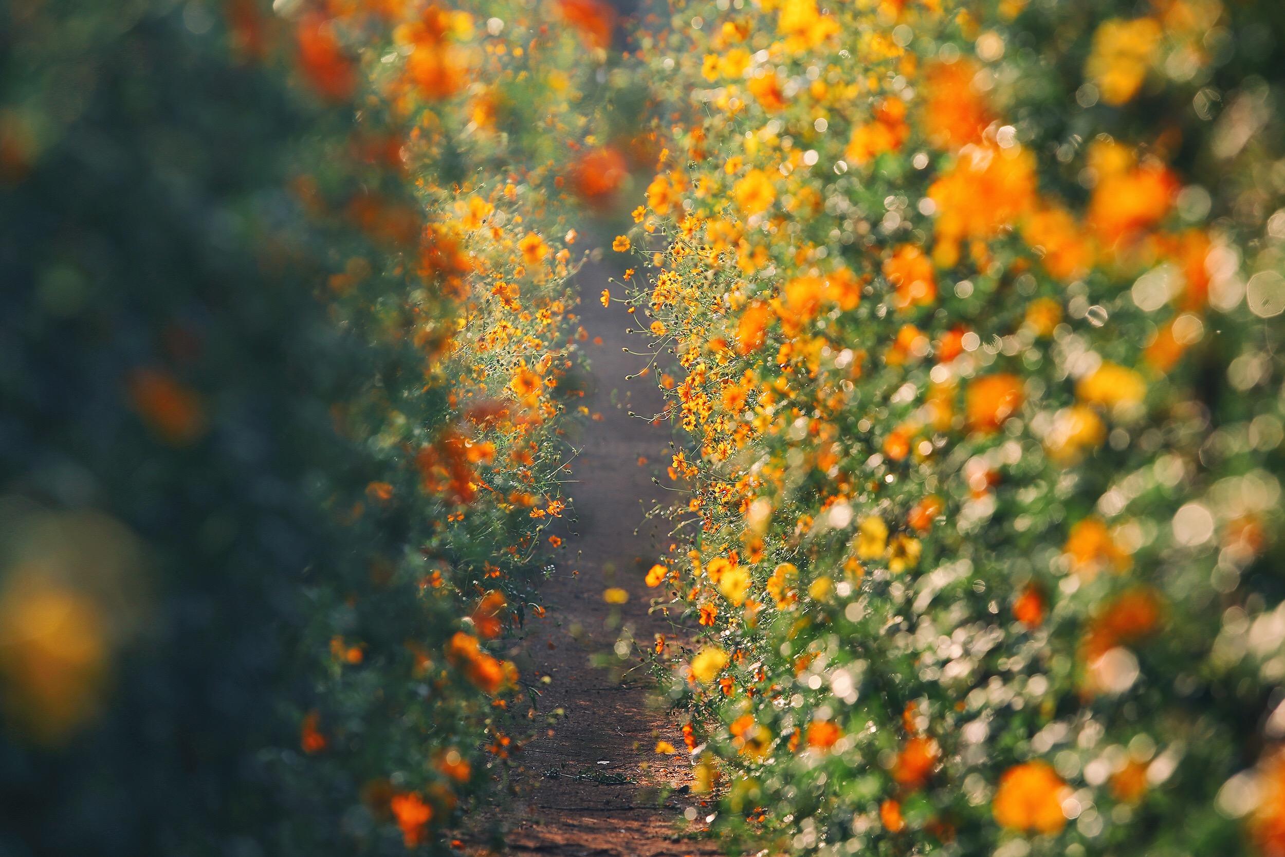有哪些高清电脑壁纸推荐