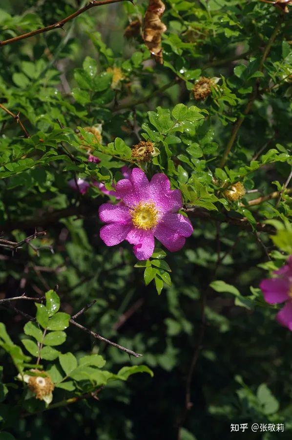 生态客自然观察【分科识花图鉴】32 蔷薇科 b 蔷薇亚科(下) - 知乎