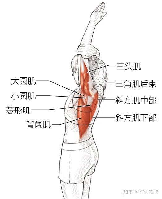 大圆肌小圆肌拉伸图片