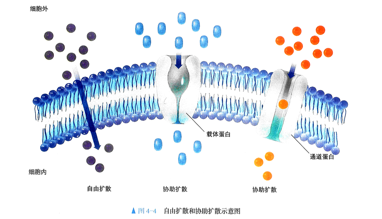 高中生物中的转运蛋白 载体蛋白 通道蛋白怎么区分 知乎