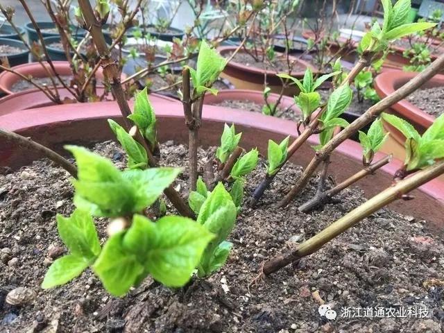 早春绣球花抽枝发芽,7件事做到位,开花不断!