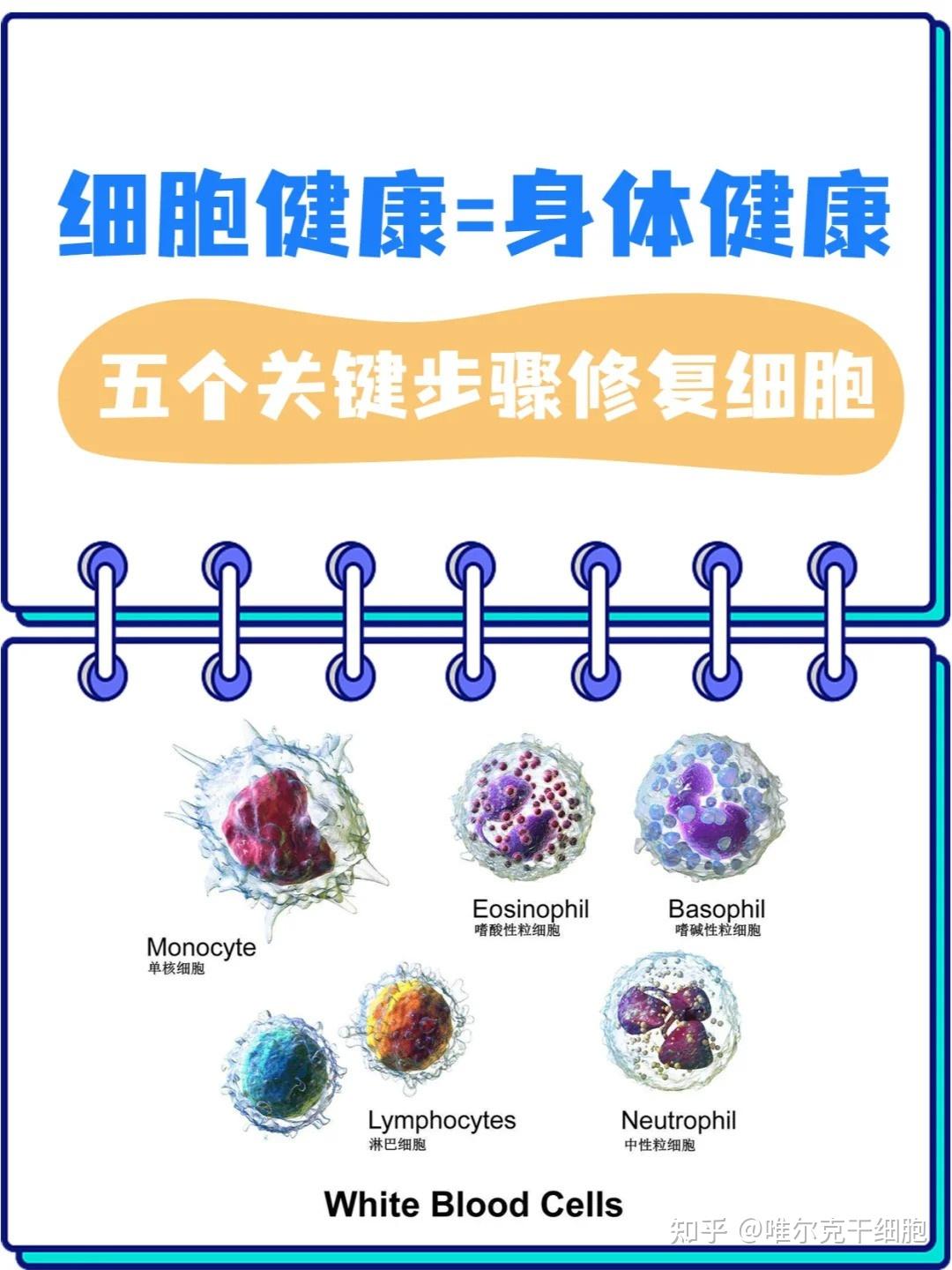 细胞健康决定人体健康图片