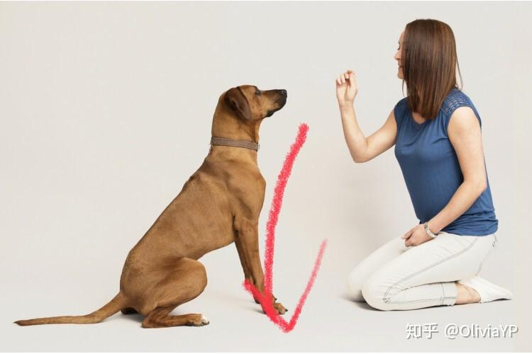 训犬－－初级训犬3 （技能：趴下／站起来） - 知乎