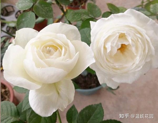 蓝妖 春季月季追肥5大问 都是你想知道的 知乎