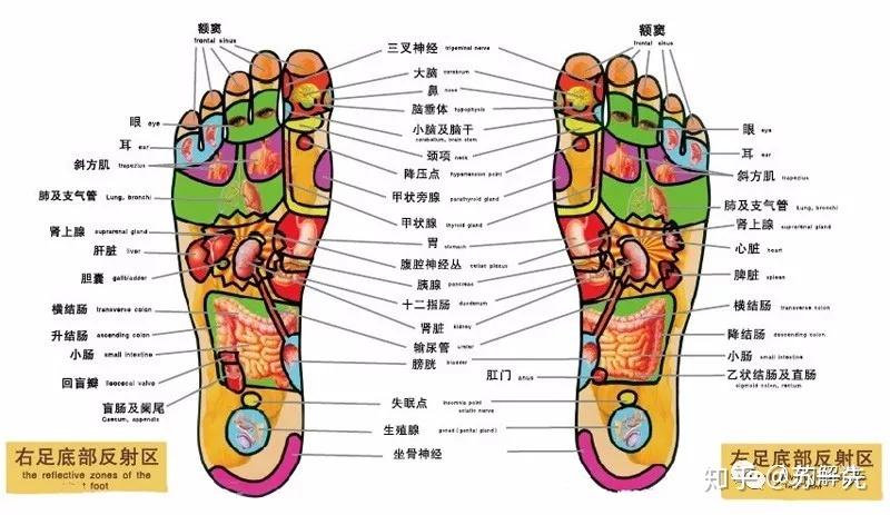 脚全息的准确位置图片图片