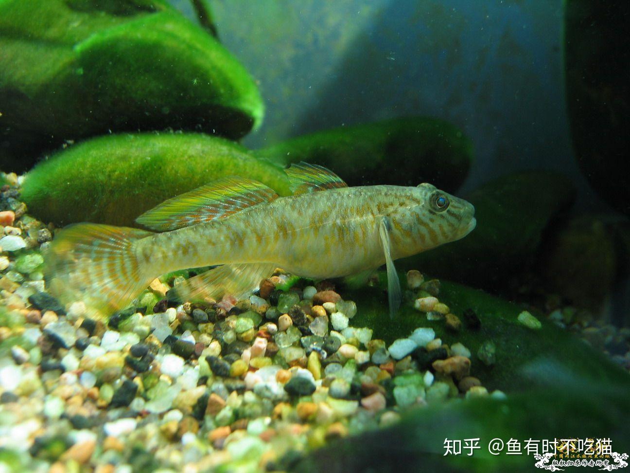 中国原生鱼吻虾虎鱼图鉴