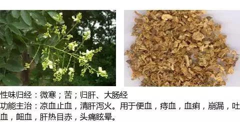 500余种中草药图  第258张