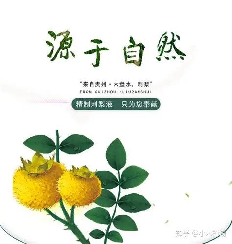 贵州特色水果，水果界的维C天花板——刺梨 - 知乎