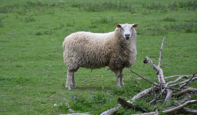 中羊集团羊无故掉毛应该如何处理