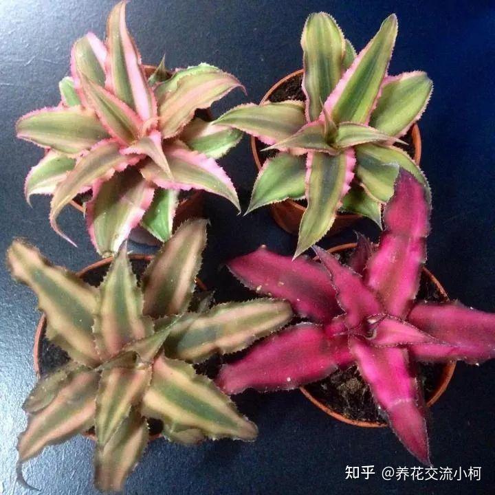 适合养小空间的6种小盆栽,容易打理,易养活 - 知乎