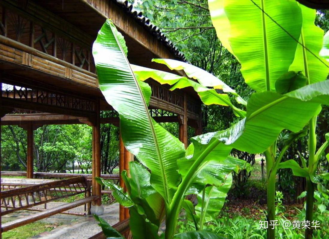 芭蕉叶是寓意吉祥的意思.郑板桥诗云:芭蕉叶叶为多情,一叶才舒一叶生.
