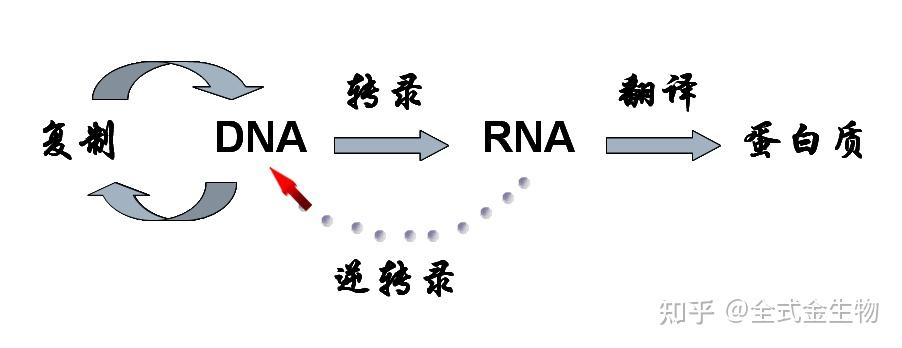 【干货】反转录faq解析