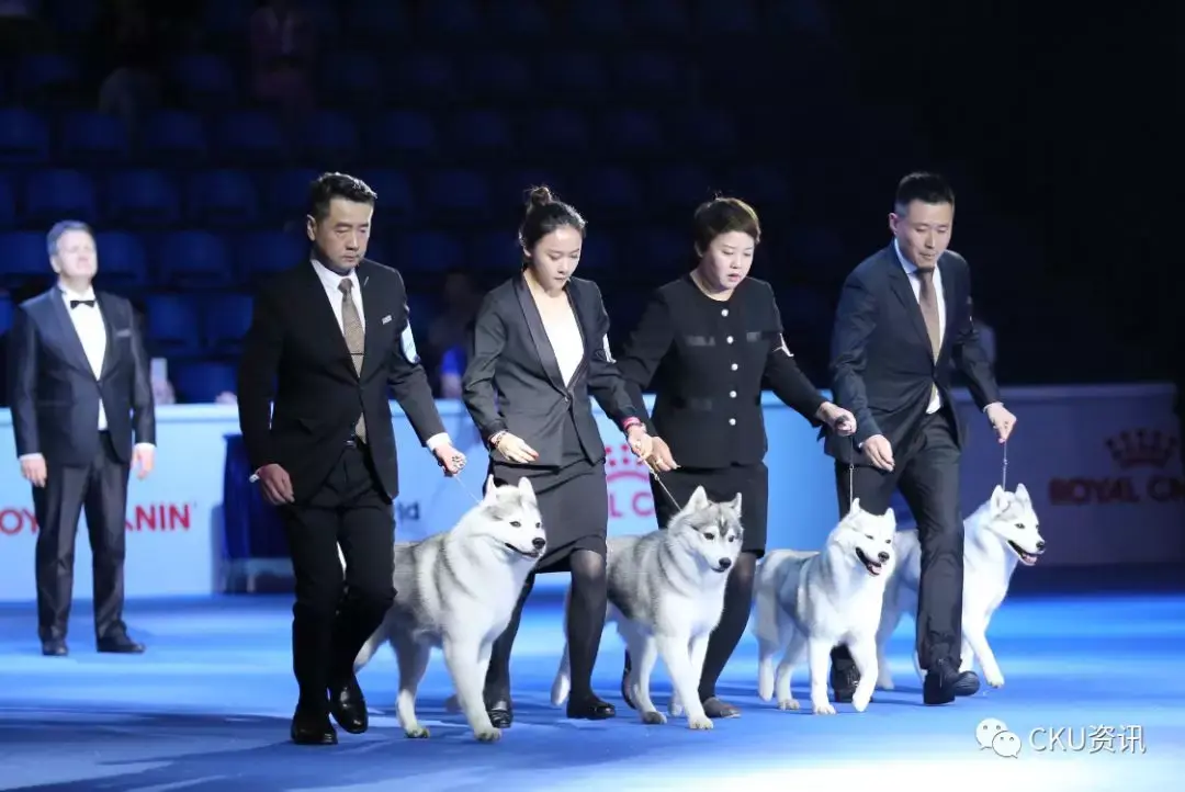 2019年上海世界杯犬展全场总冠军诞生！ - 知乎