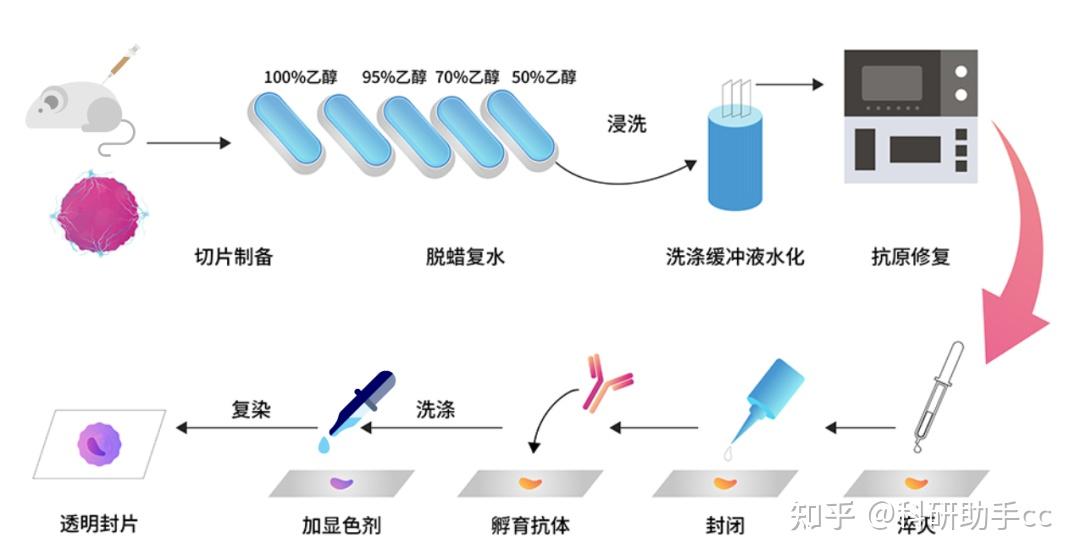 一文了解免疫组化（IHC）是什么？ - 知乎