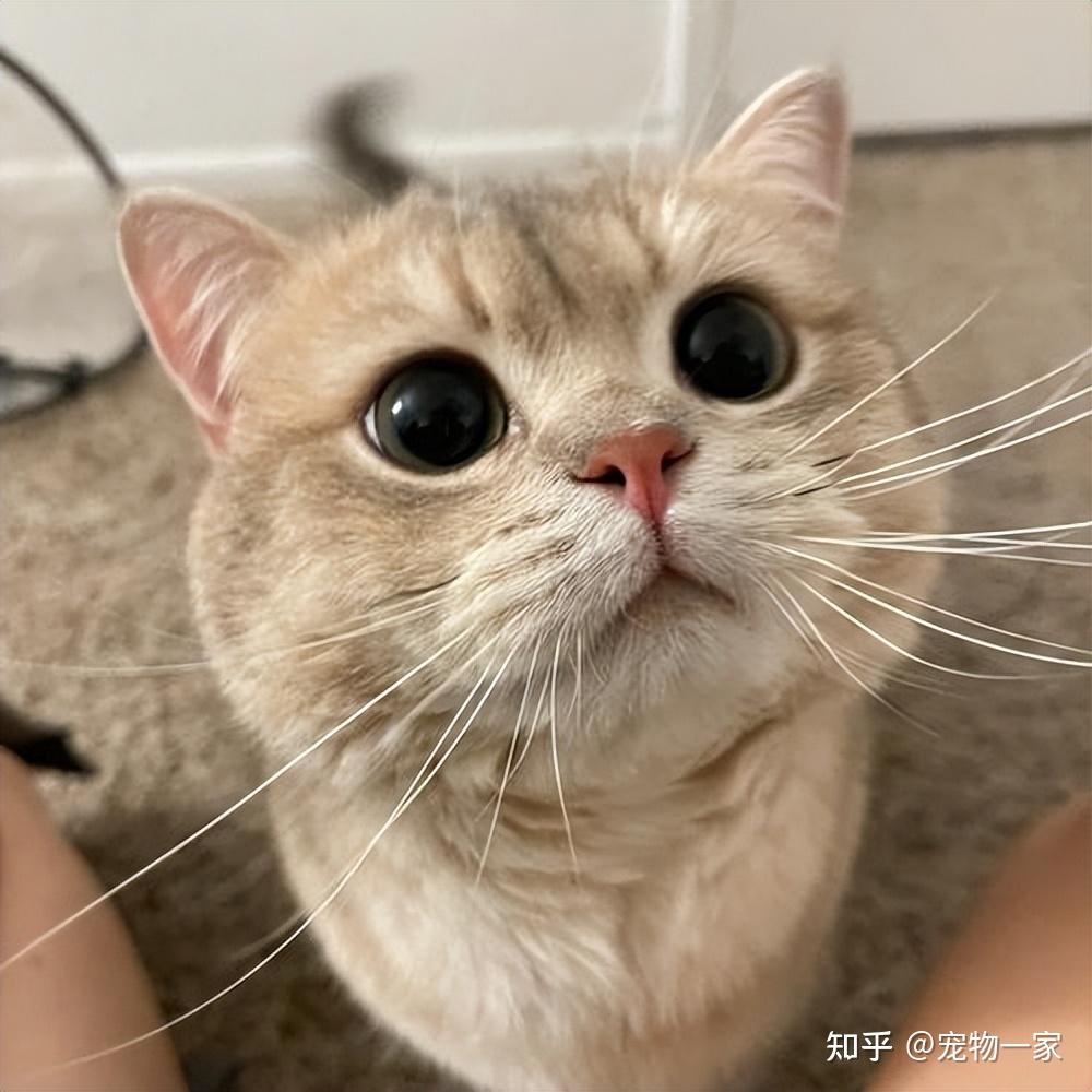 当一只猫咪看到主人时,它会睁大眼睛并展示圆形的瞳孔.