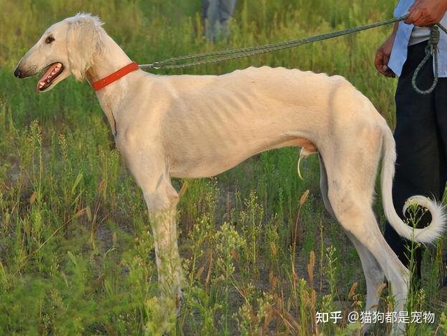 这6种经典的“中华田园犬”，你最喜欢哪种？ 知乎eoi 7372