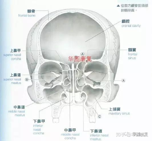 蔽骨在什么位置图片图片