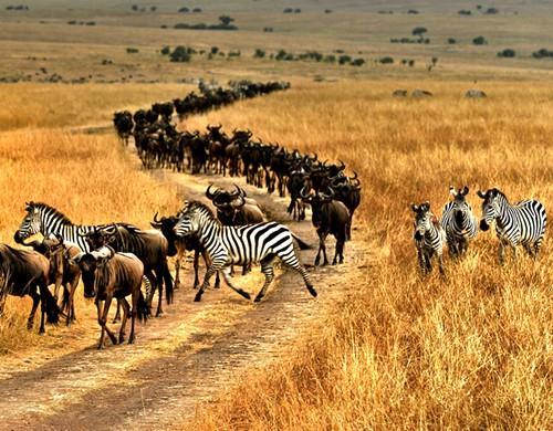 非洲动物大迁徙时间图片