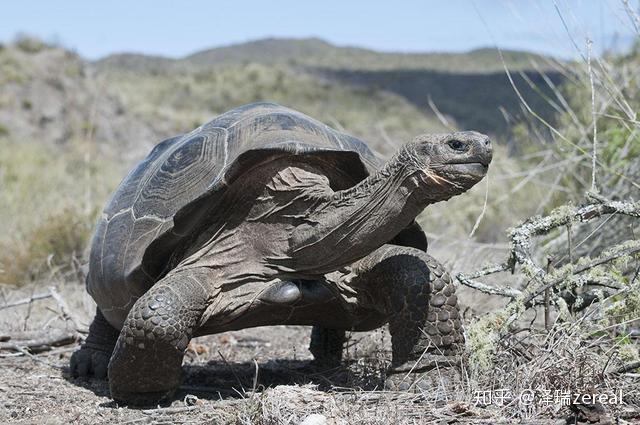 盘点世界十大最长寿动物第一竟然能够永生你都认识吗