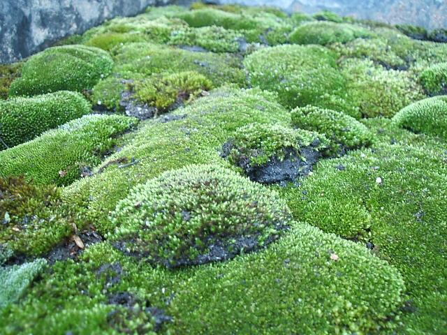 诗歌翻译袁枚苔