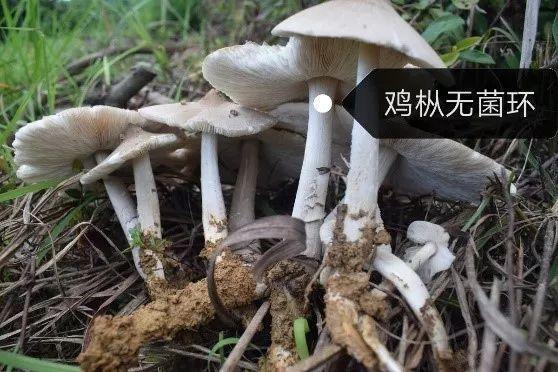 这种野生菌外观和鸡枞很相似，但是却有剧毒 - 知乎