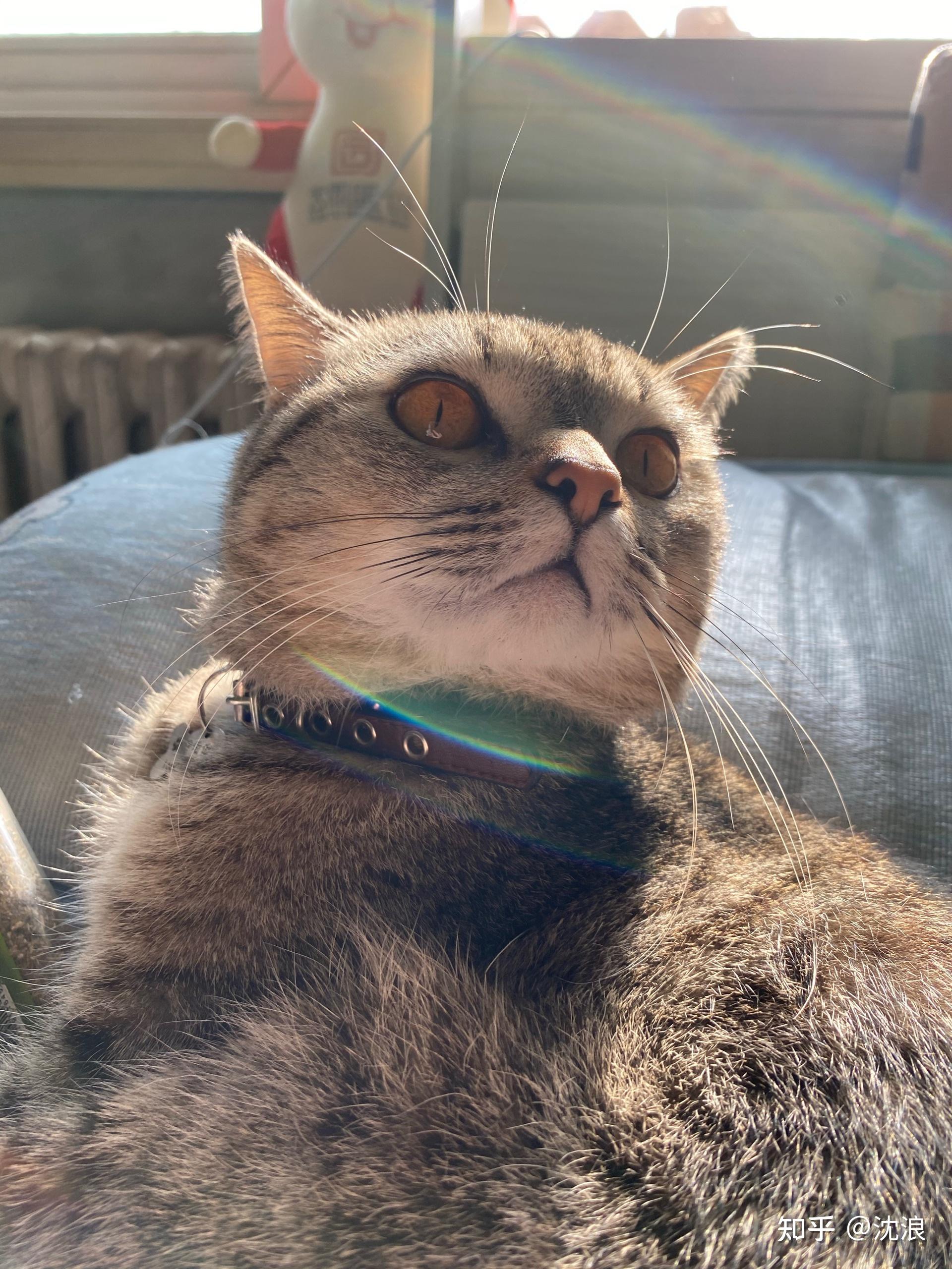 能看看你家猫咪的自拍照吗?