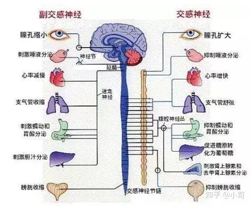 自主神经是什么? - 知乎