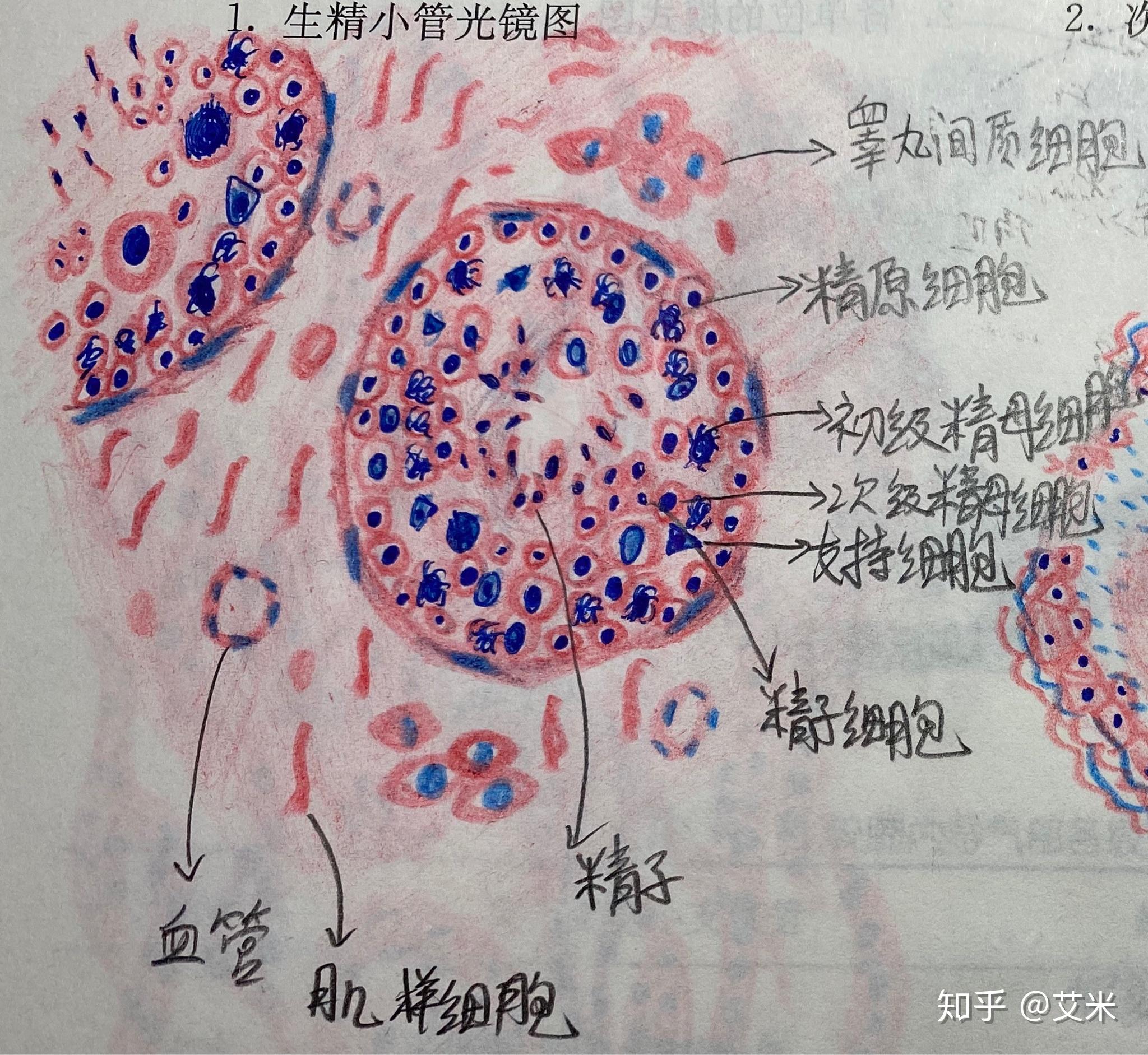 组织学与胚胎学(实验报告)