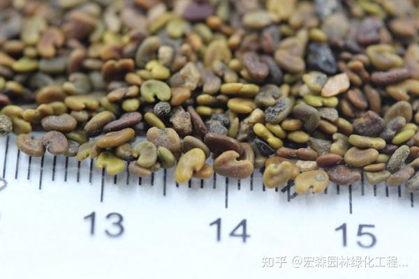 紫云英在播种前为了提高它的发芽率,我们要对种子进行晒种浸种,播种前