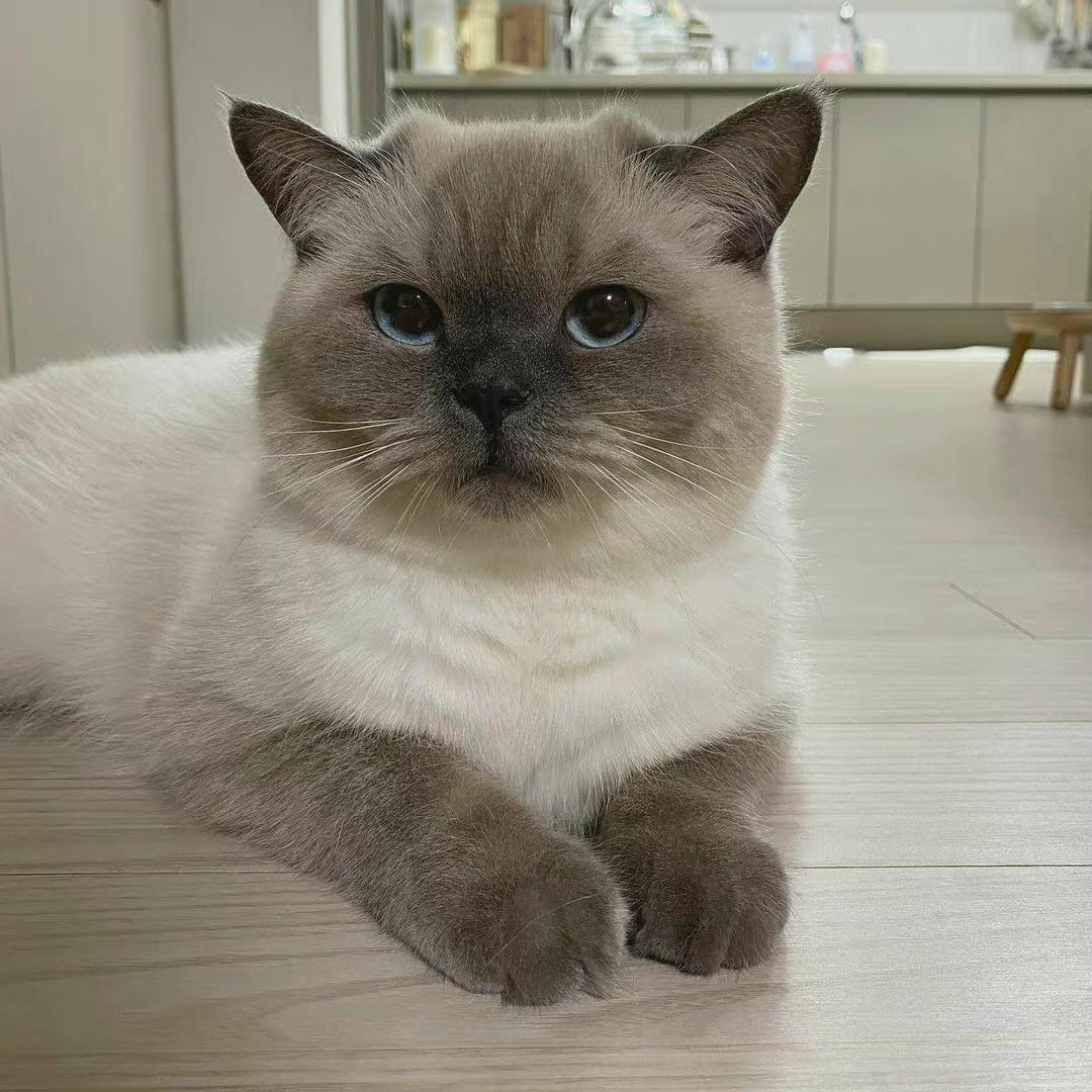 可爱的暹罗猫21 人赞同了该文章文案/句子/壁纸/头像/喜欢收集,爱分享