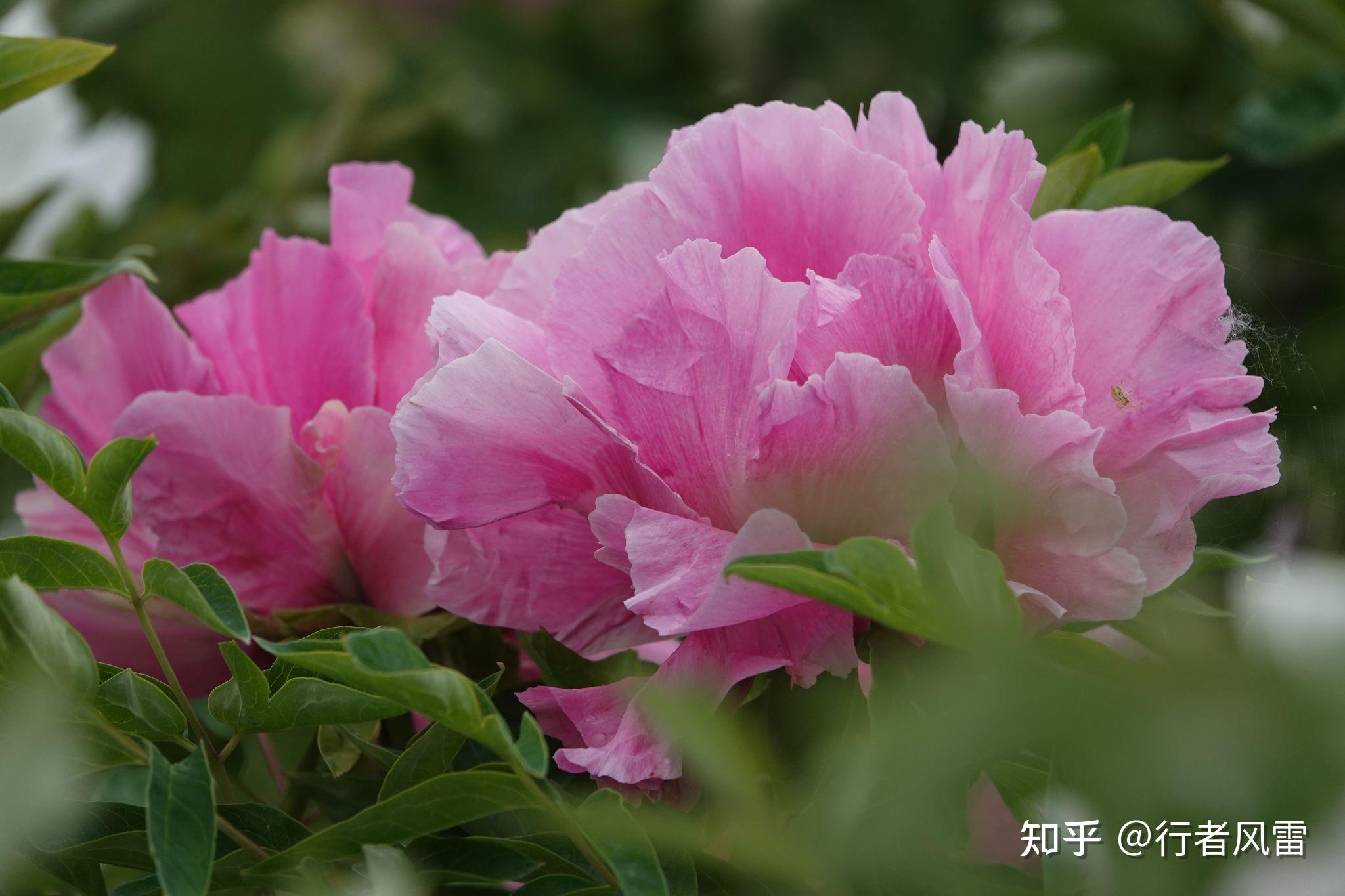 错峰赏牡丹东北花正艳