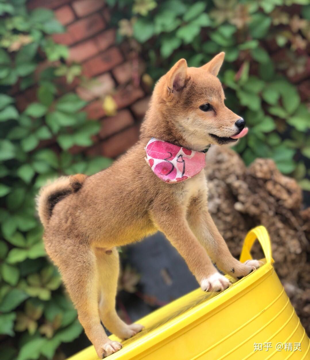 柴犬美图分享 - 知乎